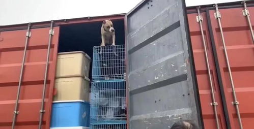 守護(hù)契約，愛心送達(dá) 多格漫捐贈(zèng)價(jià)值12萬(wàn)元寵物食品援助浦江王阿姨流浪狗基地