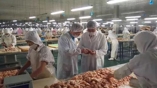 圣寵廠家 為何99%的寵物信賴他們的產(chǎn)品？